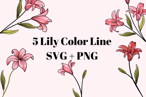 Elevate Your Projects with the Line Color Lily Collection